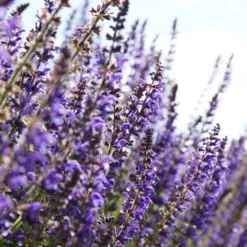 Spectacular Salvia Collection -Plant Promotion Shop PBCOL10 4