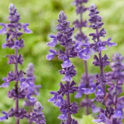 Spectacular Salvia Collection -Plant Promotion Shop PBCOL10 5