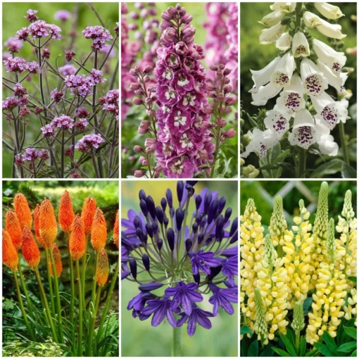 Best Tall Flowers | Perennials For Colour And Height -Plant Promotion Shop PBCOL49 1 scaled