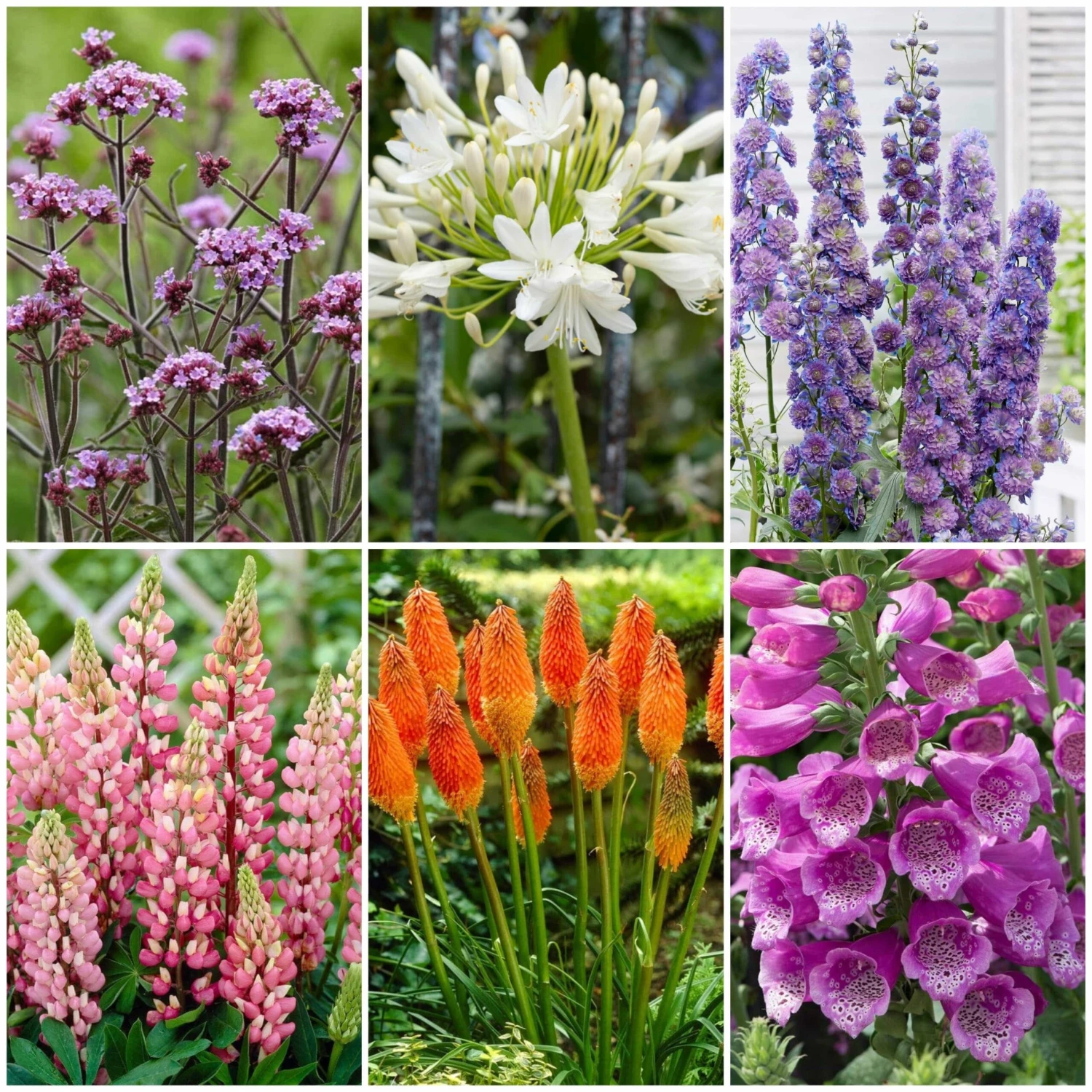 Top Tall Perennials | Plants For Height And Structure 1 Top Tall Perennials | Plants For Height And Structure
