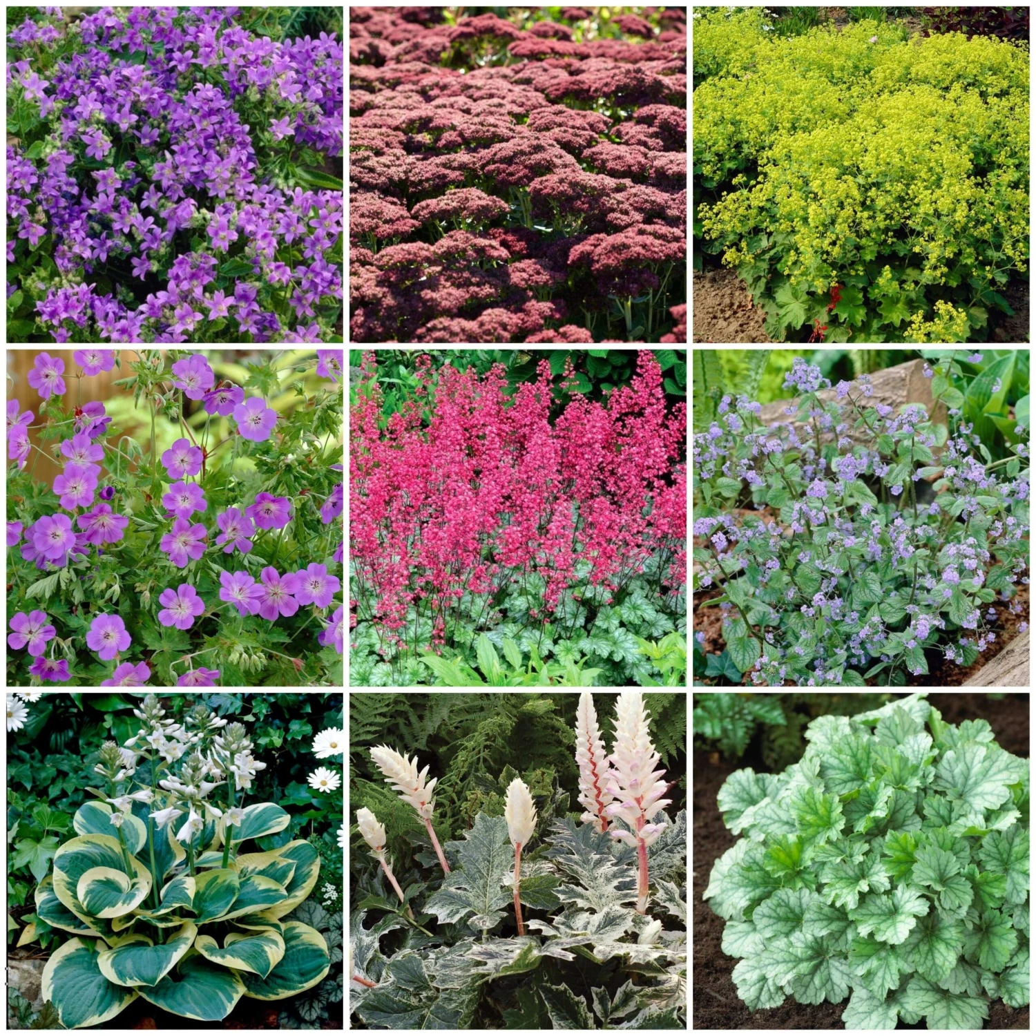 Best Ground Cover Plants | A Carpet Of Flowers 1 Best Ground Cover Plants | A Carpet Of Flowers