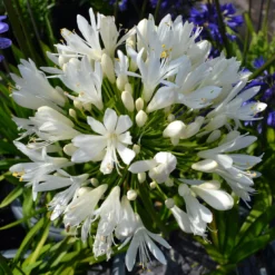 Stately Agapanthus Collection -Plant Promotion Shop PBO442 1 22713639 7afc 4ce6 b147 454abe74de37