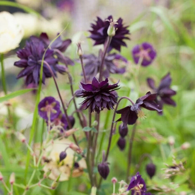 Aquilegia 'Black Barlow' 1 Aquilegia 'Black Barlow'