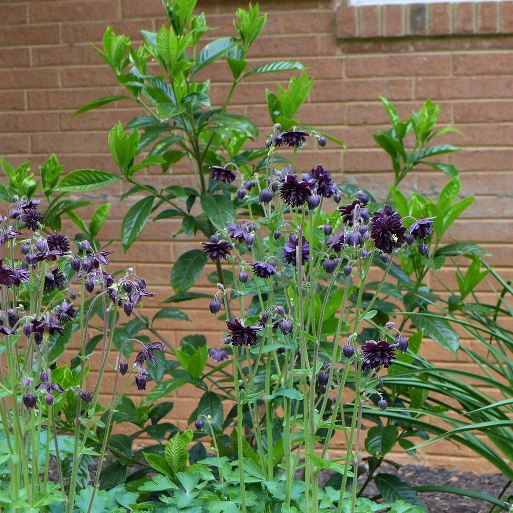 Aquilegia 'Black Barlow' 3 Aquilegia 'Black Barlow' - Image 3
