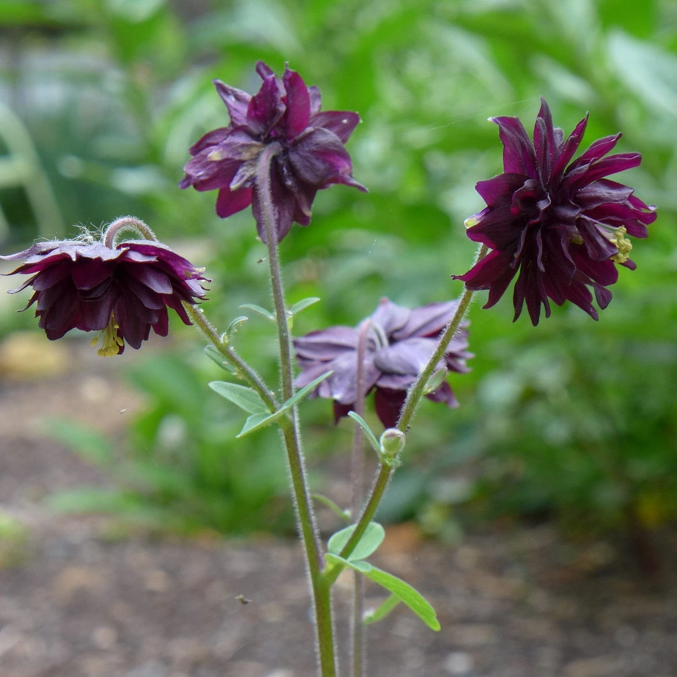 Aquilegia 'Black Barlow' 5 Aquilegia 'Black Barlow' - Image 5