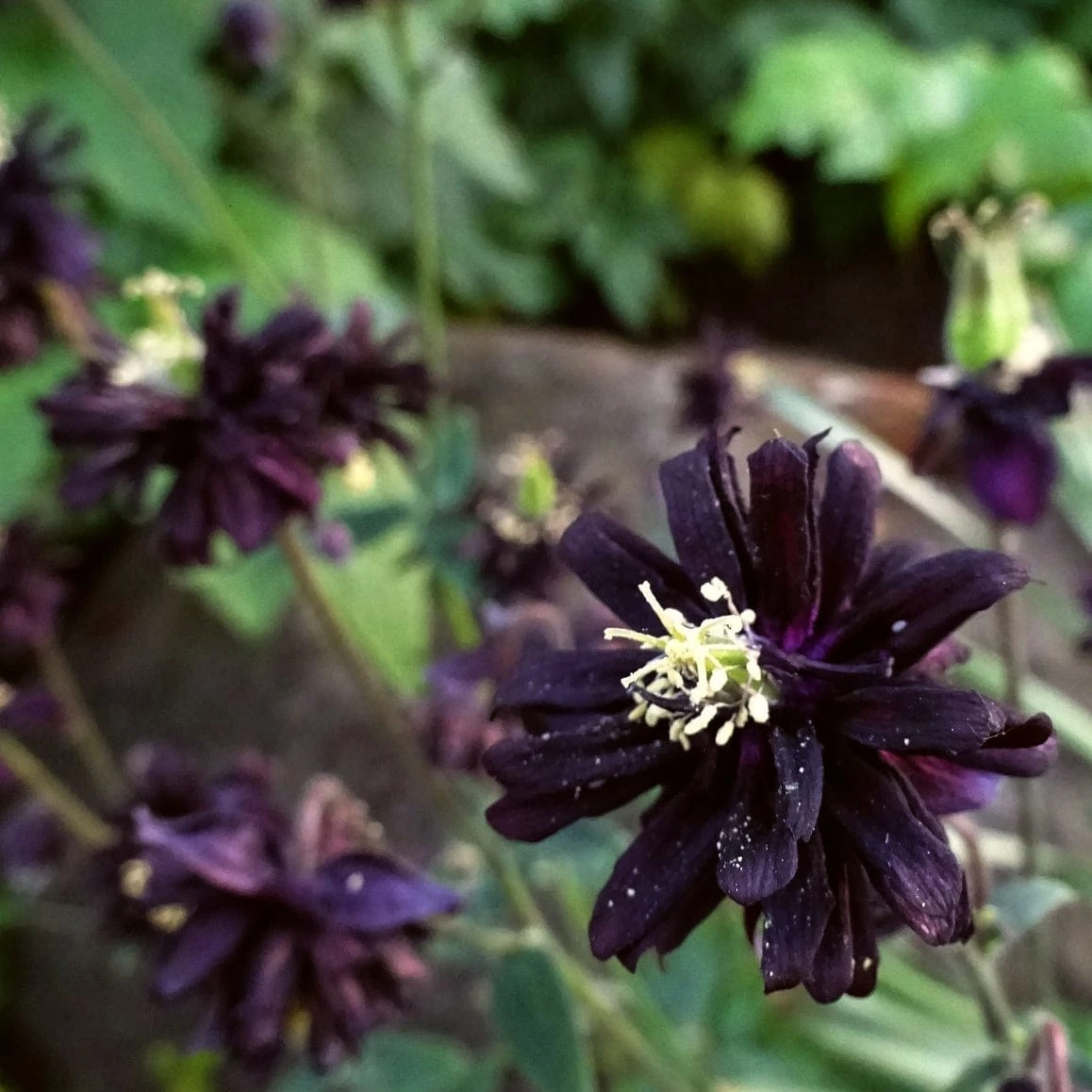 Aquilegia 'Black Barlow' 6 Aquilegia 'Black Barlow' - Image 6