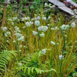 Aquilegia 'Green Apples' -Plant Promotion Shop PBO457 3