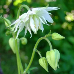 Aquilegia 'Green Apples' -Plant Promotion Shop PBO457 4