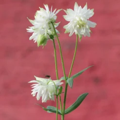 Aquilegia 'Green Apples' -Plant Promotion Shop PBO457 5