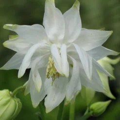 Aquilegia 'Green Apples' -Plant Promotion Shop PBO457 6