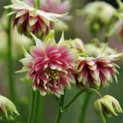 Aquilegia 'Nora Barlow' 6 Aquilegia 'Nora Barlow' -Plant Promotion Shop PBO459 3