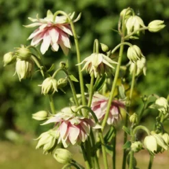 Aquilegia 'Nora Barlow' 7 Aquilegia 'Nora Barlow' -Plant Promotion Shop PBO459 4