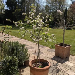 Egremont Russet Apple Tree Dwarfing Rootstock -Plant Promotion Shop PXL 20210424 130844355 scaled