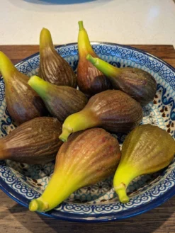 The 3 Best Fruit Trees For Small Gardens | Apple, Cherry & Fig -Plant Promotion Shop PXL 20210725 093150100 900x 6592a685 9ff1 4a34 9ef0 39ad397acba9