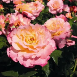'Perfect Harmony' Hybrid Tea Rose