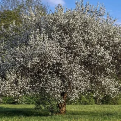 Opal Plum Tree -Plant Promotion Shop Plum add1 664323e4 5845 4880 8495 b6021db8b8b3