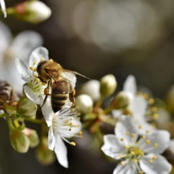 Shropshire Prune Damson Tree -Plant Promotion Shop Plum add2 8dcb5e52 53fe 4f71 aec6 6468e78d7616