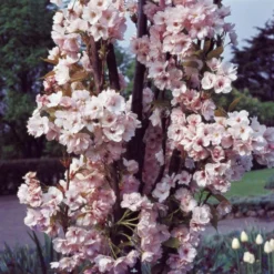 Flagpole Cherry Blossom Tree | Prunus Amanogawa -Plant Promotion Shop PrunusAmanogawaG2001