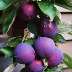 'Purple Haze' Columnar Patio Apple Tree -Plant Promotion Shop PurpleHaze 3