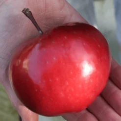 'Purple Haze' Columnar Patio Apple Tree -Plant Promotion Shop PurpleHaze 6