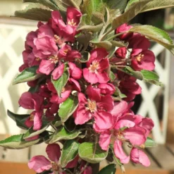 'Purple Haze' Columnar Patio Apple Tree -Plant Promotion Shop PurpleHaze 2