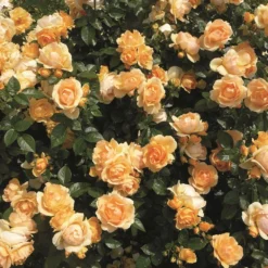 'Queen Bee' Floribunda Rose -Plant Promotion Shop Queen Bee 3