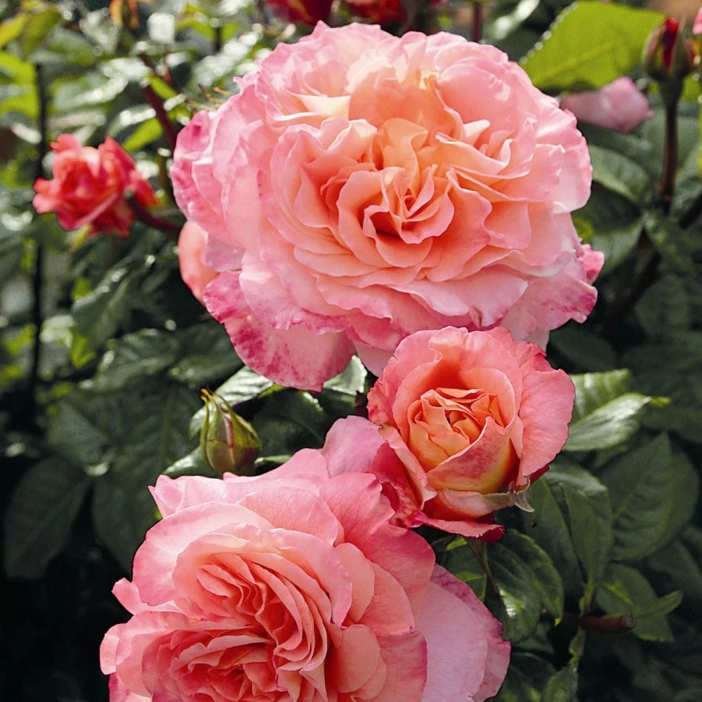 'Rachel' Hybrid Tea Rose 2 'Rachel' Hybrid Tea Rose - Image 2
