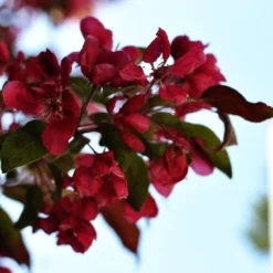Royalty Crabapple Tree -Plant Promotion Shop Royalty 3