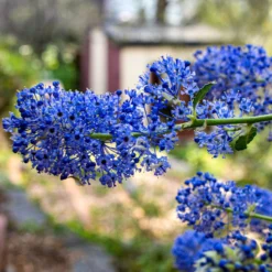 Ceanothus 'Southmead' -Plant Promotion Shop SHR0012 3