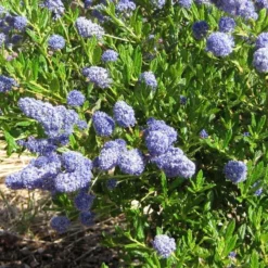 Ceanothus 'Southmead' -Plant Promotion Shop SHR0012 5