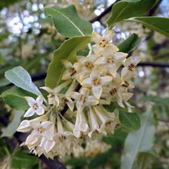 Best Small Evergreen Shrubs -Plant Promotion Shop SHR0031 1 563912e4 afe6 45ad ace2 809656f9993f