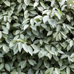 Best Flowering Evergreen Shrubs -Plant Promotion Shop SHR0031 4 b593e192 c8d2 42f0 b956 7ce0bb5bd358