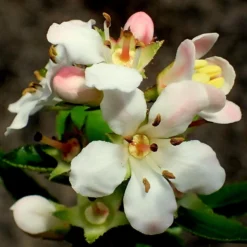 Escallonia 'Apple Blossom'