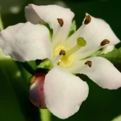 Escallonia 'Apple Blossom' -Plant Promotion Shop SHR0032 3