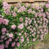 Escallonia 'Pink Elle'