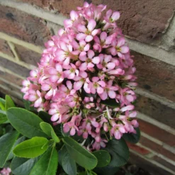 Escallonia 'Pink Elle' -Plant Promotion Shop SHR0033 3