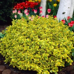 Euonymus 'Emerald 'n' Gold' -Plant Promotion Shop SHR0035 3