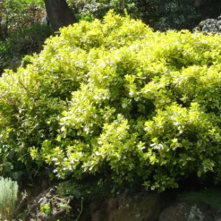Euonymus 'Emerald 'n' Gold' -Plant Promotion Shop SHR0035 4