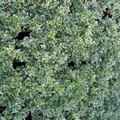 Euonymus 'Emerald Gaiety' -Plant Promotion Shop SHR0036 3