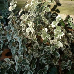 Euonymus 'Emerald Gaiety' -Plant Promotion Shop SHR0036 8
