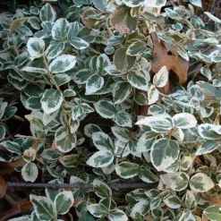 Euonymus 'Emerald Gaiety' -Plant Promotion Shop SHR0036 9