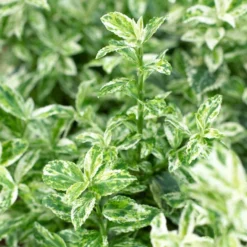 Euonymus 'Harlequin' -Plant Promotion Shop SHR0037 3