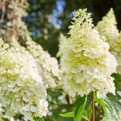 Best Shrubs For Borders -Plant Promotion Shop SHR0046 2 e4803070 0c1a 444f 8a01 dd0a7b9aff1c
