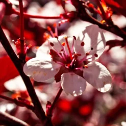 Photinia 'Red Robin' 17 Photinia 'Red Robin' -Plant Promotion Shop SHR0054 1