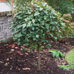 Photinia 'Red Robin' 12 Photinia 'Red Robin' -Plant Promotion Shop SHR0054 10