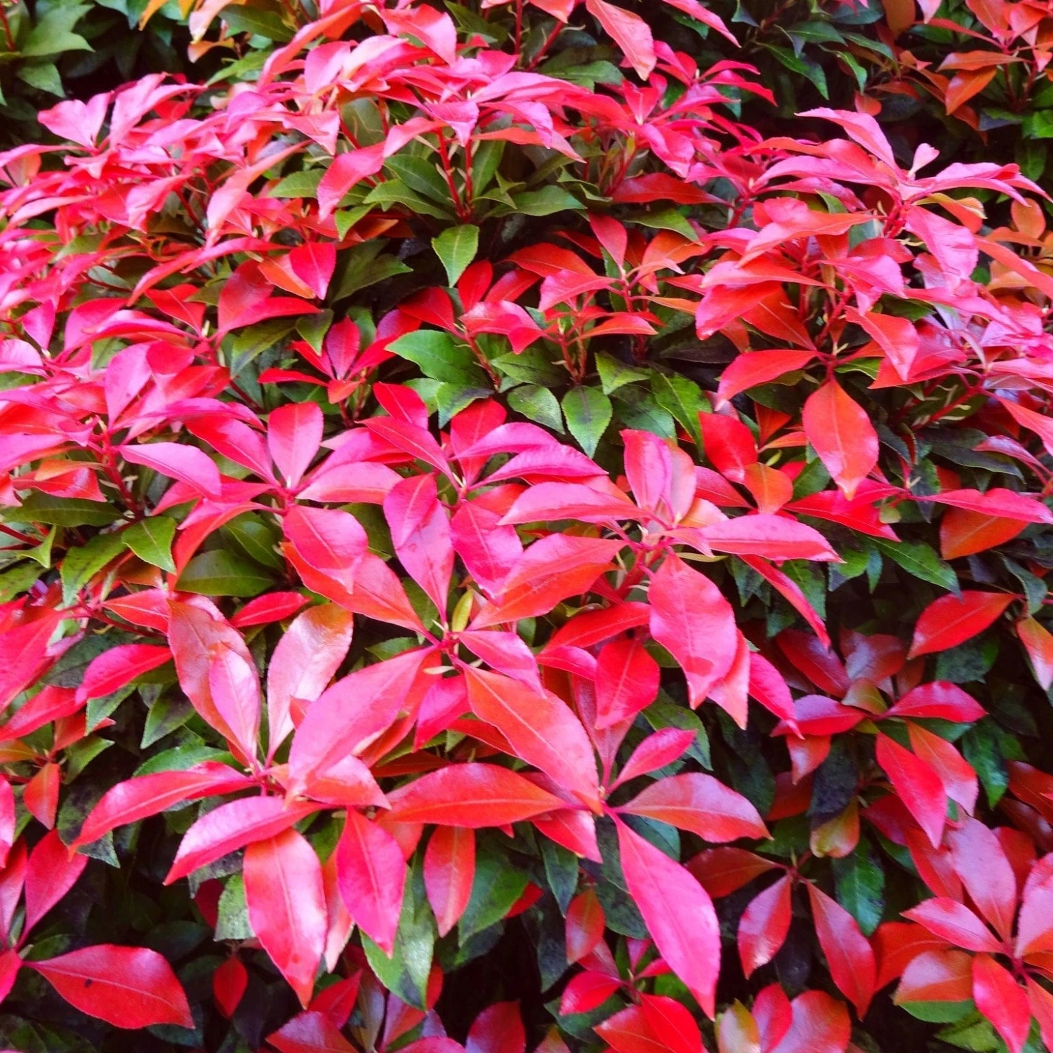 Best Evergreen Shrubs 5 Best Evergreen Shrubs - Image 5