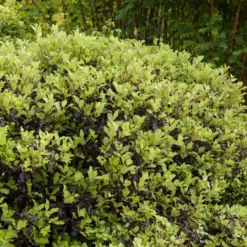 Pittosporum 'Golden Ball' 5 Pittosporum 'Golden Ball' -Plant Promotion Shop SHR0056 3