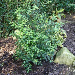 Pittosporum 'Silver Ball'
