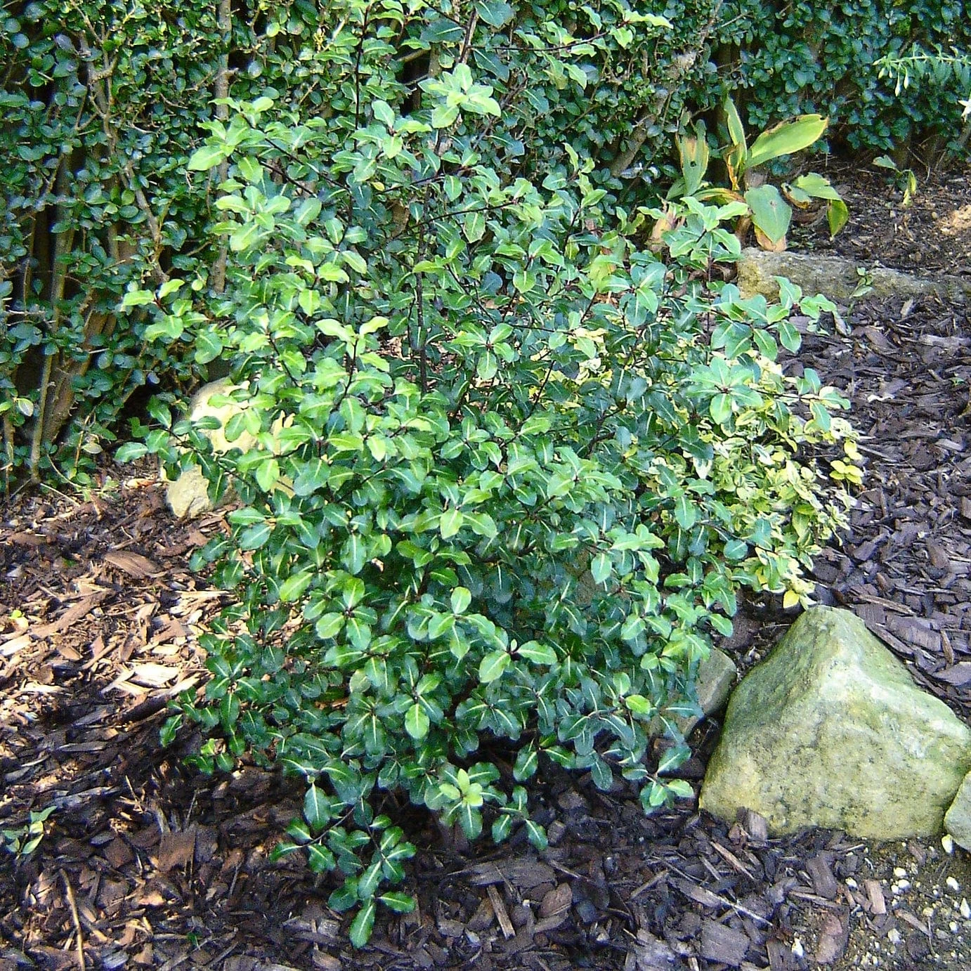 Best Evergreen Shrubs 4 Best Evergreen Shrubs - Image 4