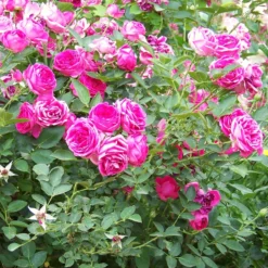 'Antike' Climbing Rose -Plant Promotion Shop SHR0066 3